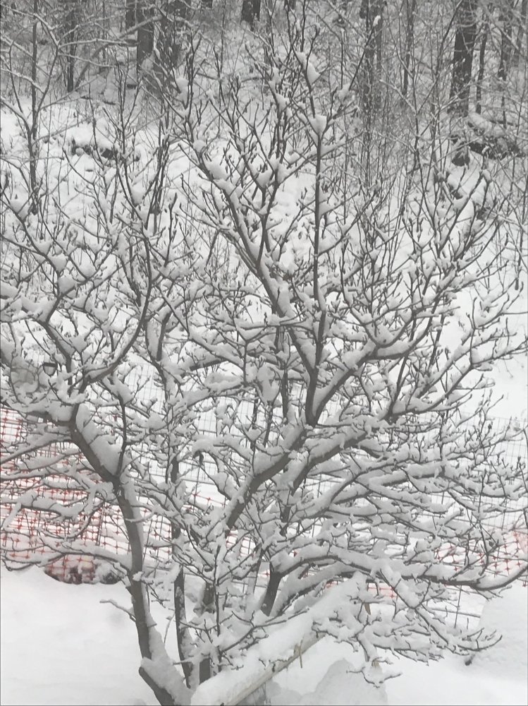 NO GOP MEETING IN MARCH